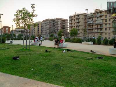 ...alle prese con la sua organizzatissima colonia di cinquanta mici